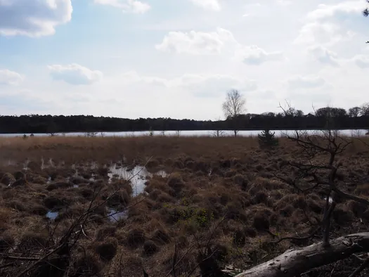 Kalmthoutse Heide, Kalmthout (België)